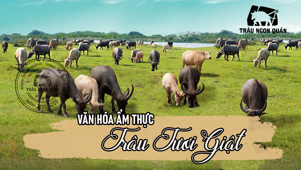 Văn hóa ẩm thực trâu tươi giật | Trâu Ngon Quán